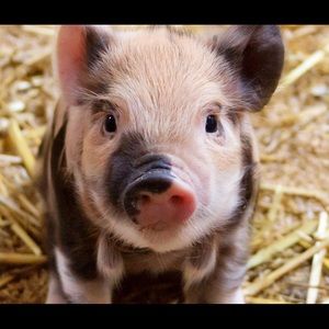 Meet your Posher, Hyun